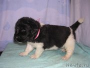 Превью фото № 125415