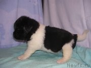 Превью фото № 125417