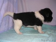 Превью фото № 125419