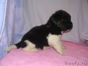 Превью фото № 125420