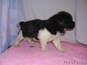 Превью фото № 125421