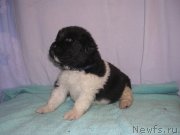 Превью фото № 125422