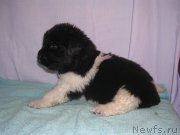 Превью фото № 125423