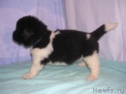 Превью фото № 125425