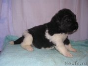 Превью фото № 125429