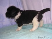 Превью фото № 125432