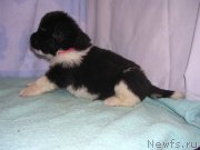 Превью фото № 125437