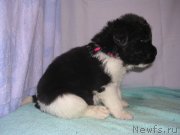 Превью фото № 125439