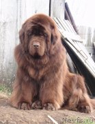 Превью фото № 125454