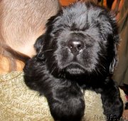 Превью фото № 125456