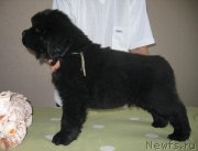 Превью фото № 125479