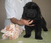 Превью фото № 125481