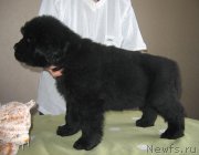 Превью фото № 125482