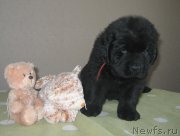 Превью фото № 125485