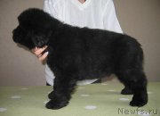 Превью фото № 125486