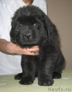 Превью фото № 125487