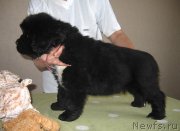 Превью фото № 125489