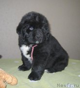 Превью фото № 125490