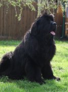 Превью фото № 125519