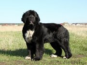 Превью фото № 125522