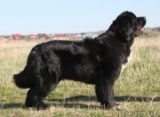 Превью фото № 125524