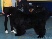 Превью фото № 125528