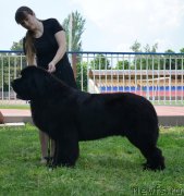 Превью фото № 125593