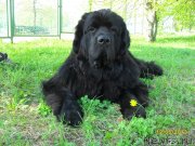 Превью фото № 125595