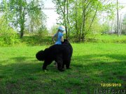 Превью фото № 125597