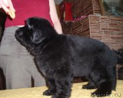 Превью фото № 125599