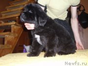 Превью фото № 125603