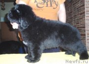 Превью фото № 125616