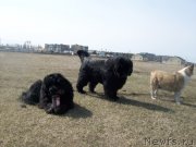 Превью фото № 125639