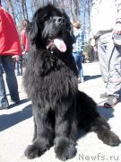 Превью фото № 125644