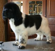 Превью фото № 125789