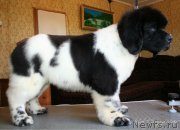 Превью фото № 125790