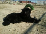 Превью фото № 125853