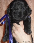 Превью фото № 125861