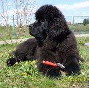 Превью фото № 125870