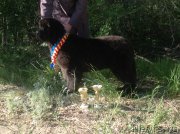 Превью фото № 125879