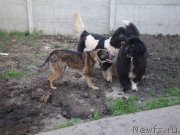 Превью фото № 125895