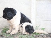 Превью фото № 125898