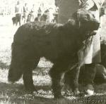 Превью фото № 1259