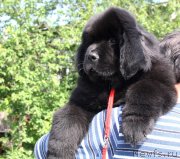 Превью фото № 125919