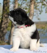 Превью фото № 125927