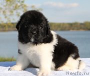 Превью фото № 125933