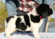 Превью фото № 125943