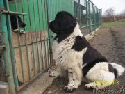 Превью фото № 125972