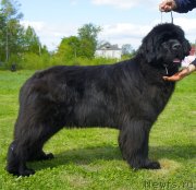 Превью фото № 125998