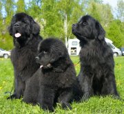 Превью фото № 126014